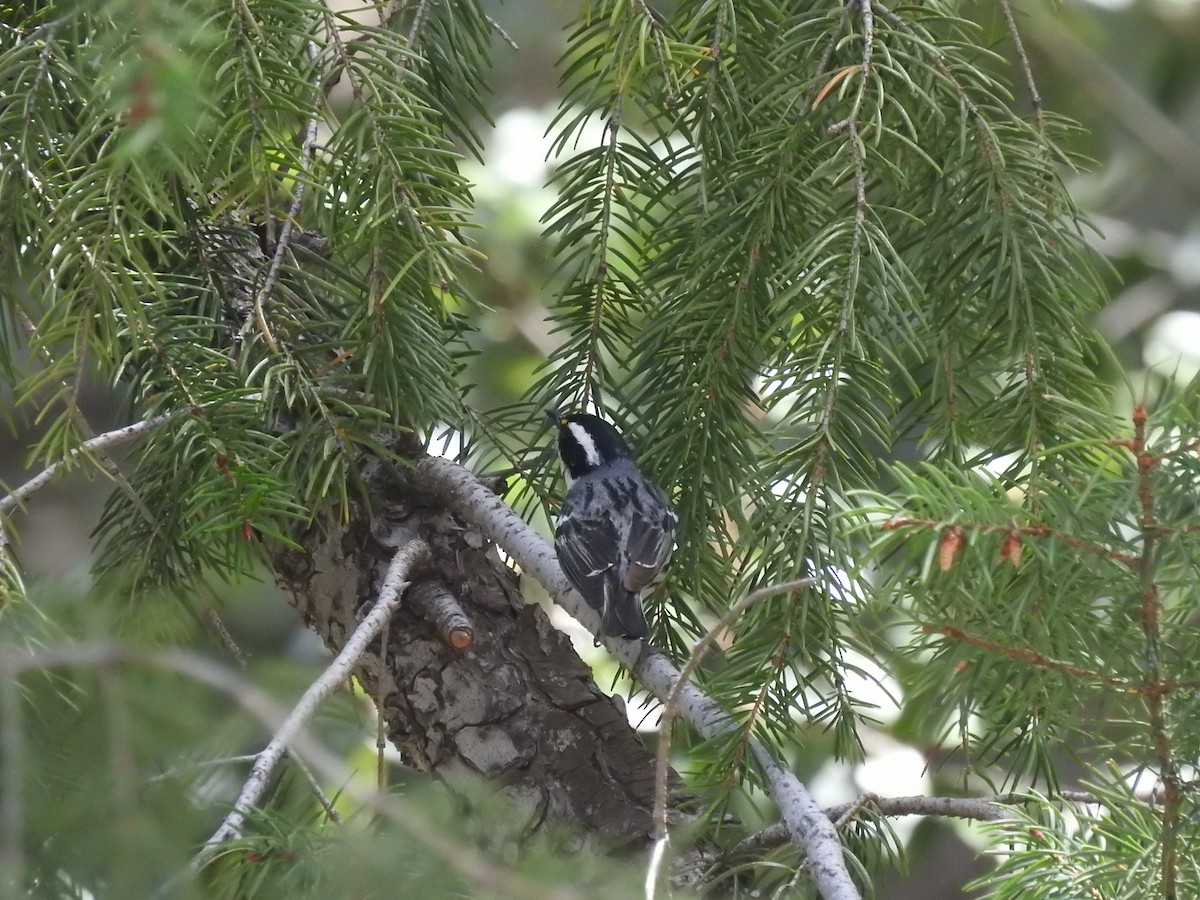 Black-throated Gray Warbler - ML332872481
