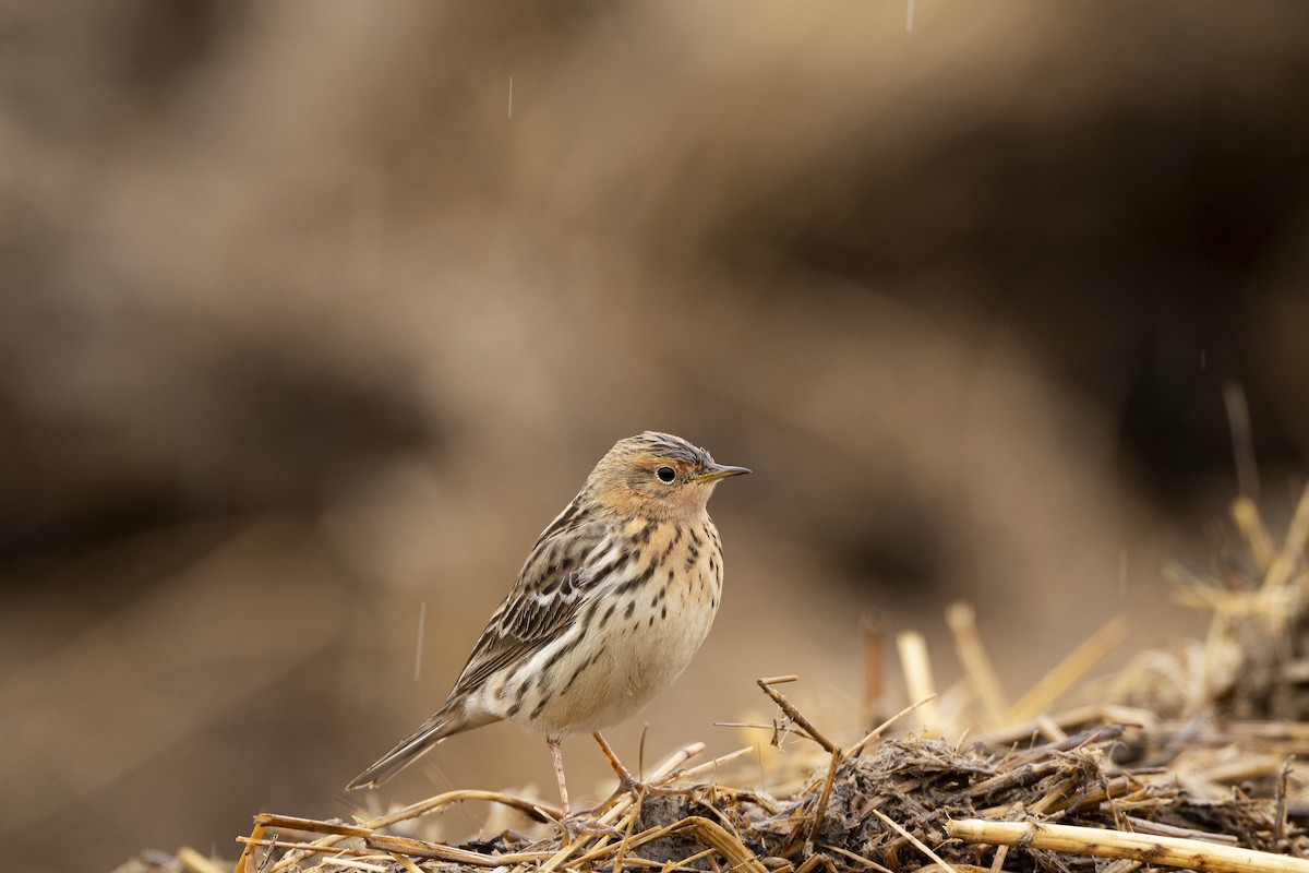Red-throated Pipit - ML332874191