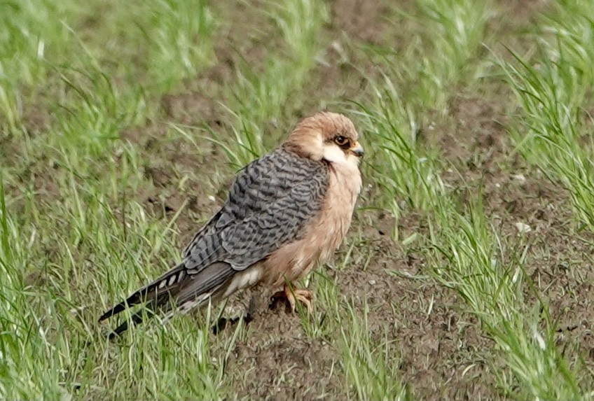 Red-footed Falcon - Daniel Winzeler