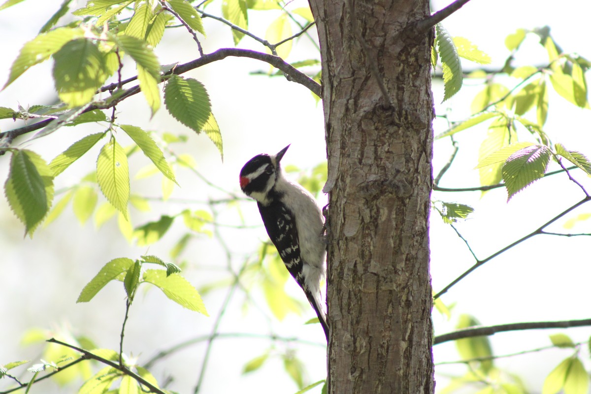 Downy Woodpecker - ML332881131