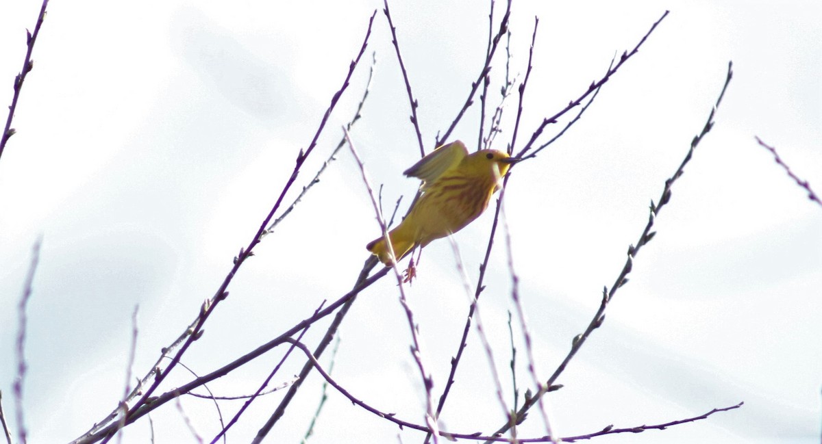 Yellow Warbler - T Shimek