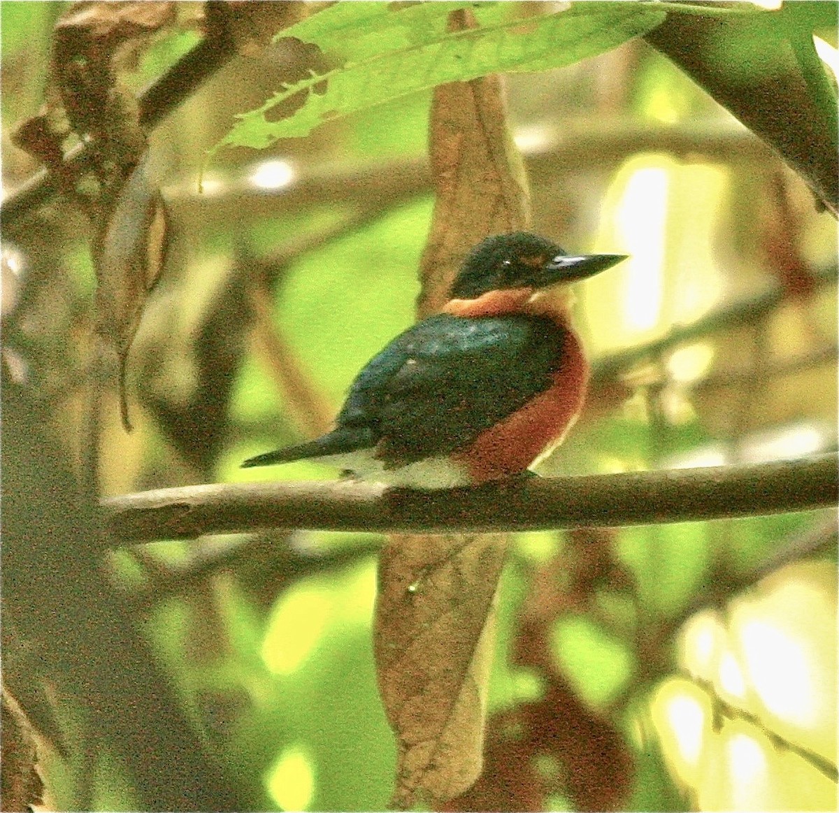 American Pygmy Kingfisher - ML332882491