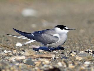 นกเต็มวัยในฤดูผสมพันธุ์ - Andrew Spencer - ML33288471
