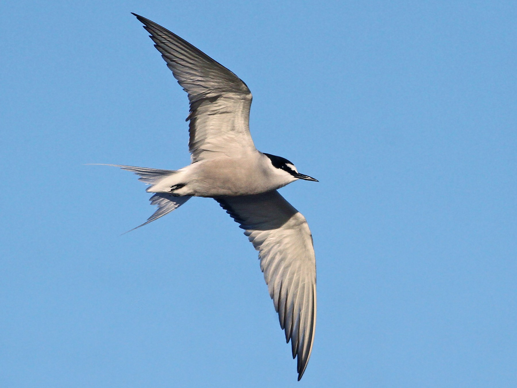 Aleutian Tern - Ebird