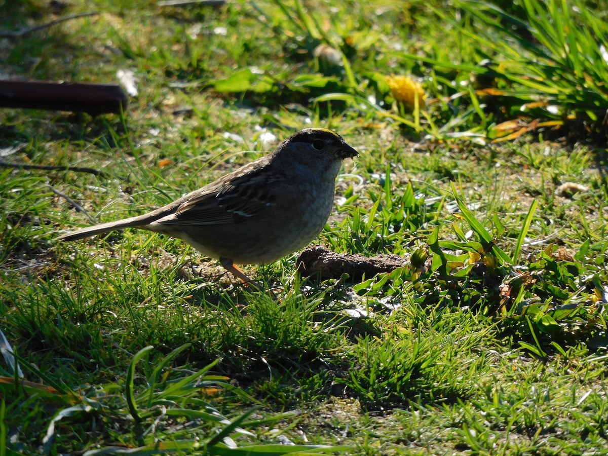Golden-crowned Sparrow - ML332890731