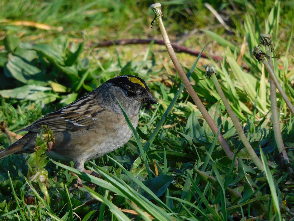 Golden-crowned Sparrow - NC B