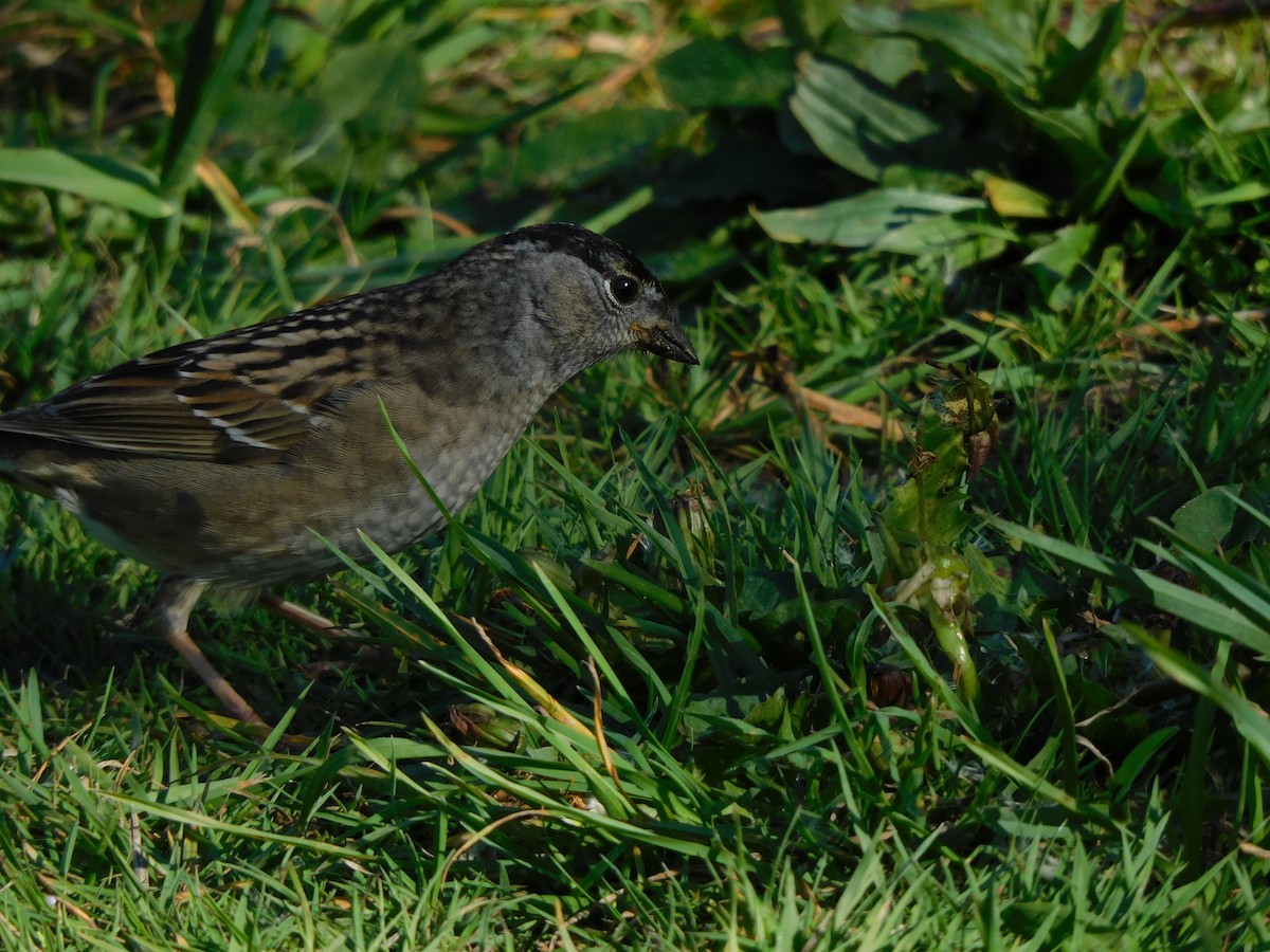 Golden-crowned Sparrow - ML332890831