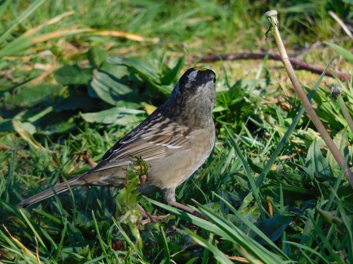Golden-crowned Sparrow - ML332891321