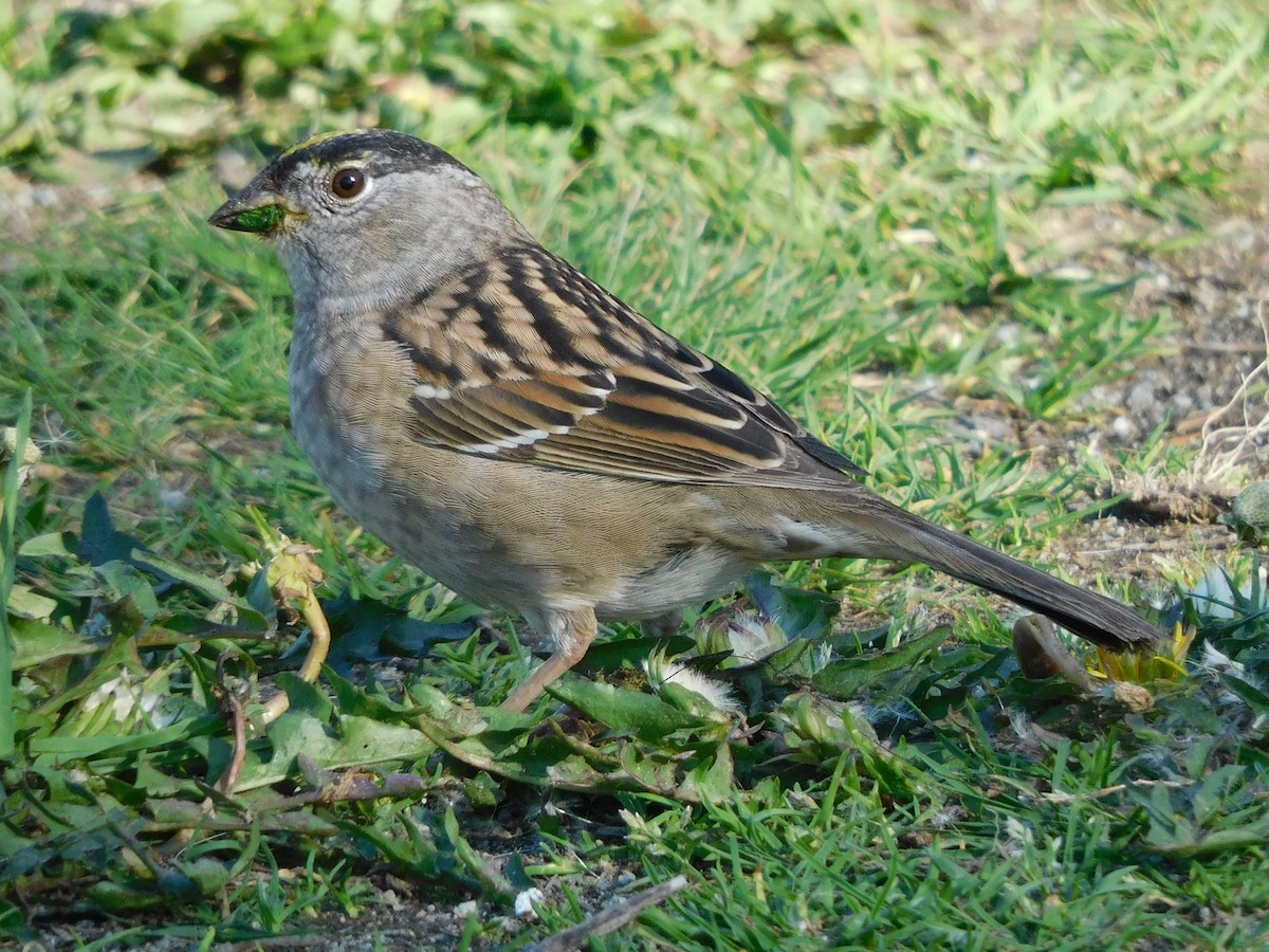 Golden-crowned Sparrow - ML332893151