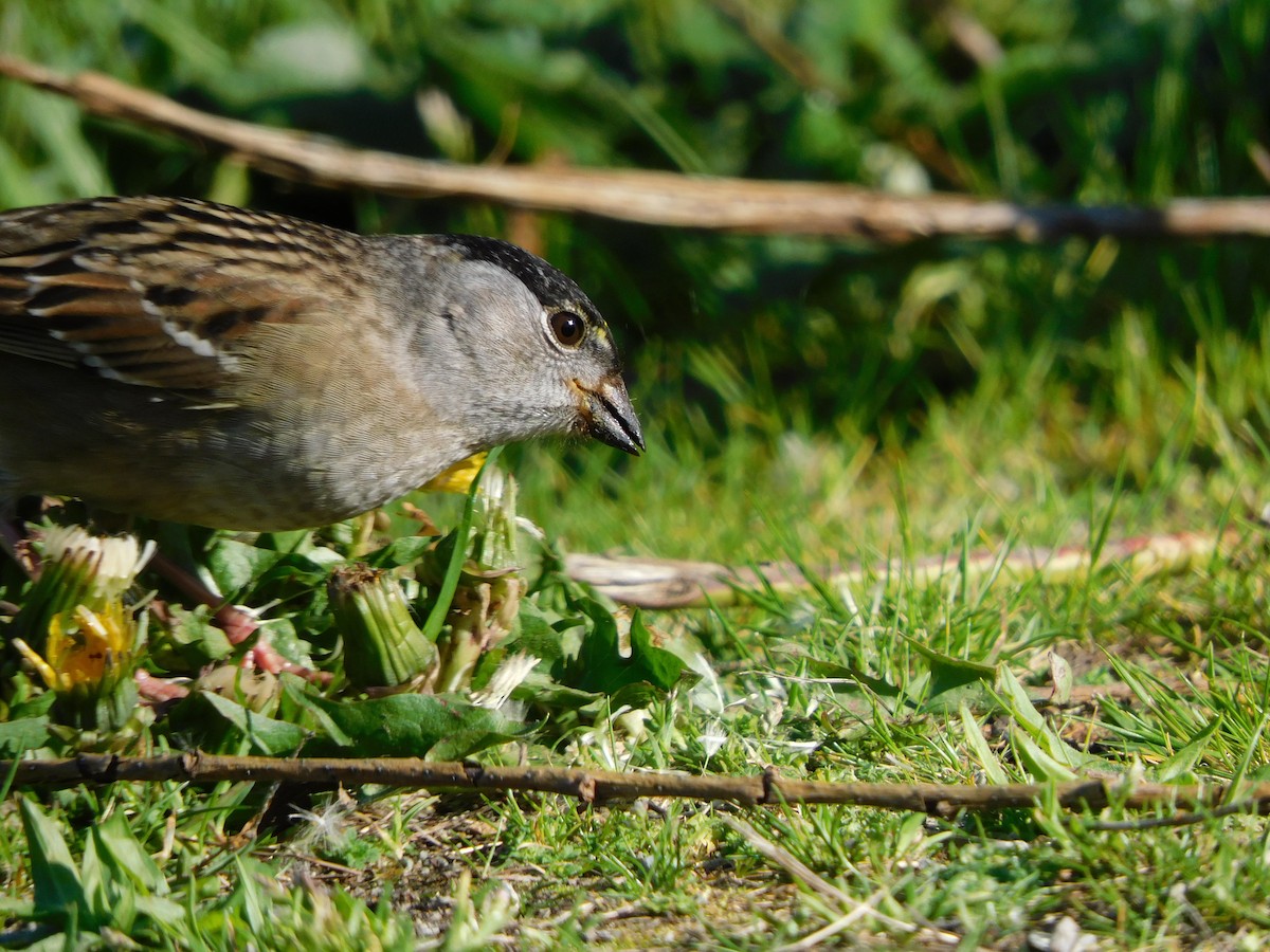 Golden-crowned Sparrow - ML332893311