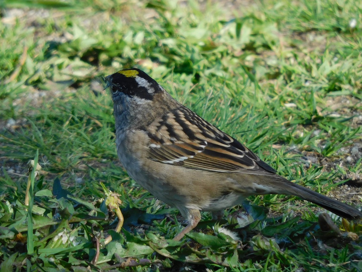Golden-crowned Sparrow - NC B