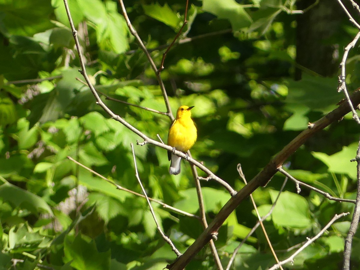 Prothonotary Warbler - Darin B.