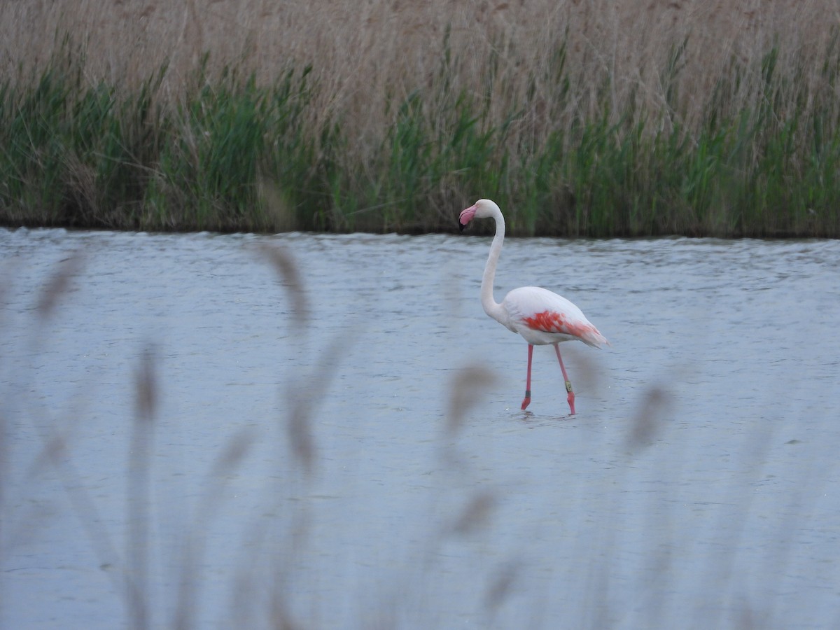 Greater Flamingo - Francesco Barberini