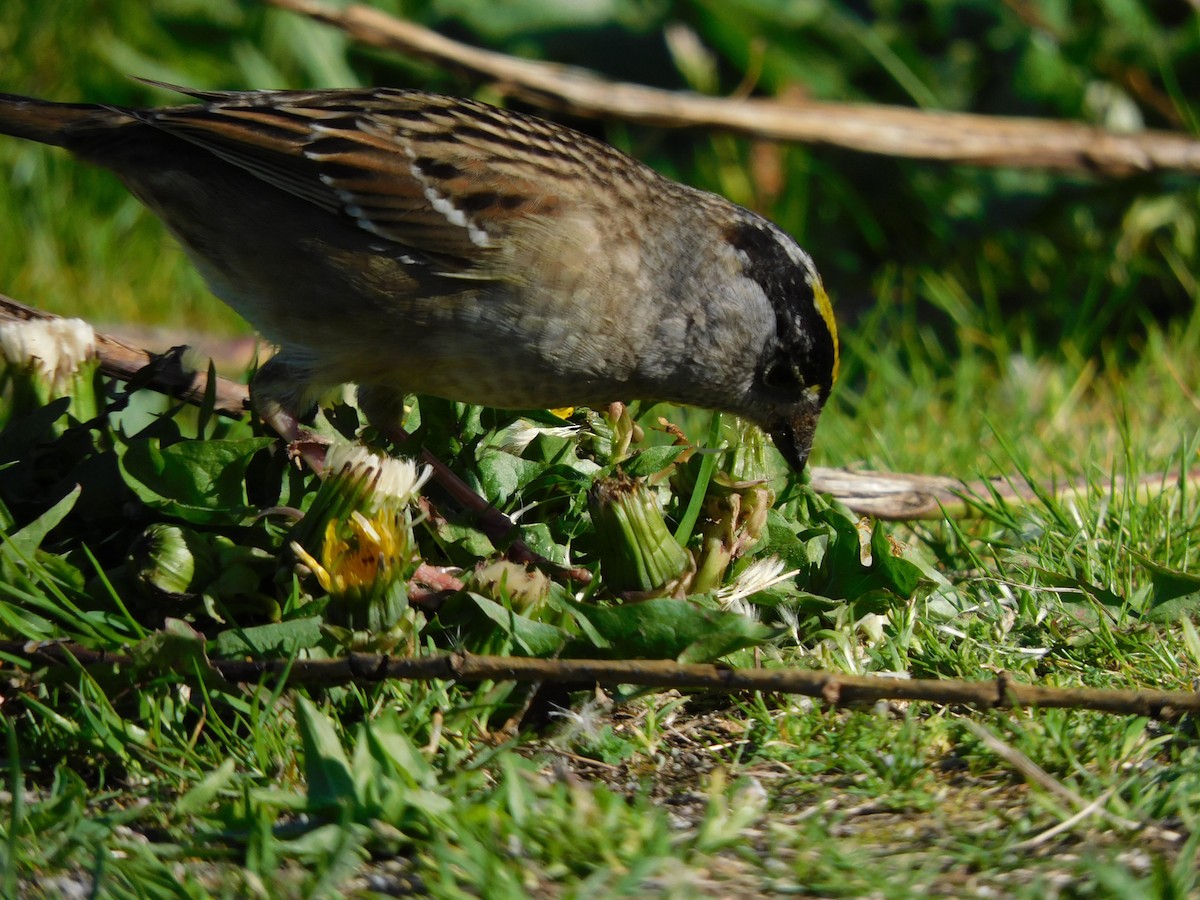 Golden-crowned Sparrow - ML332896281