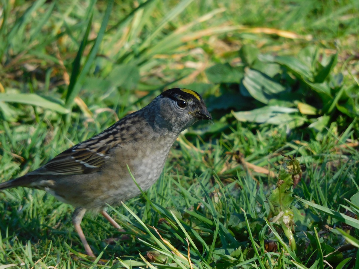 Golden-crowned Sparrow - ML332897611