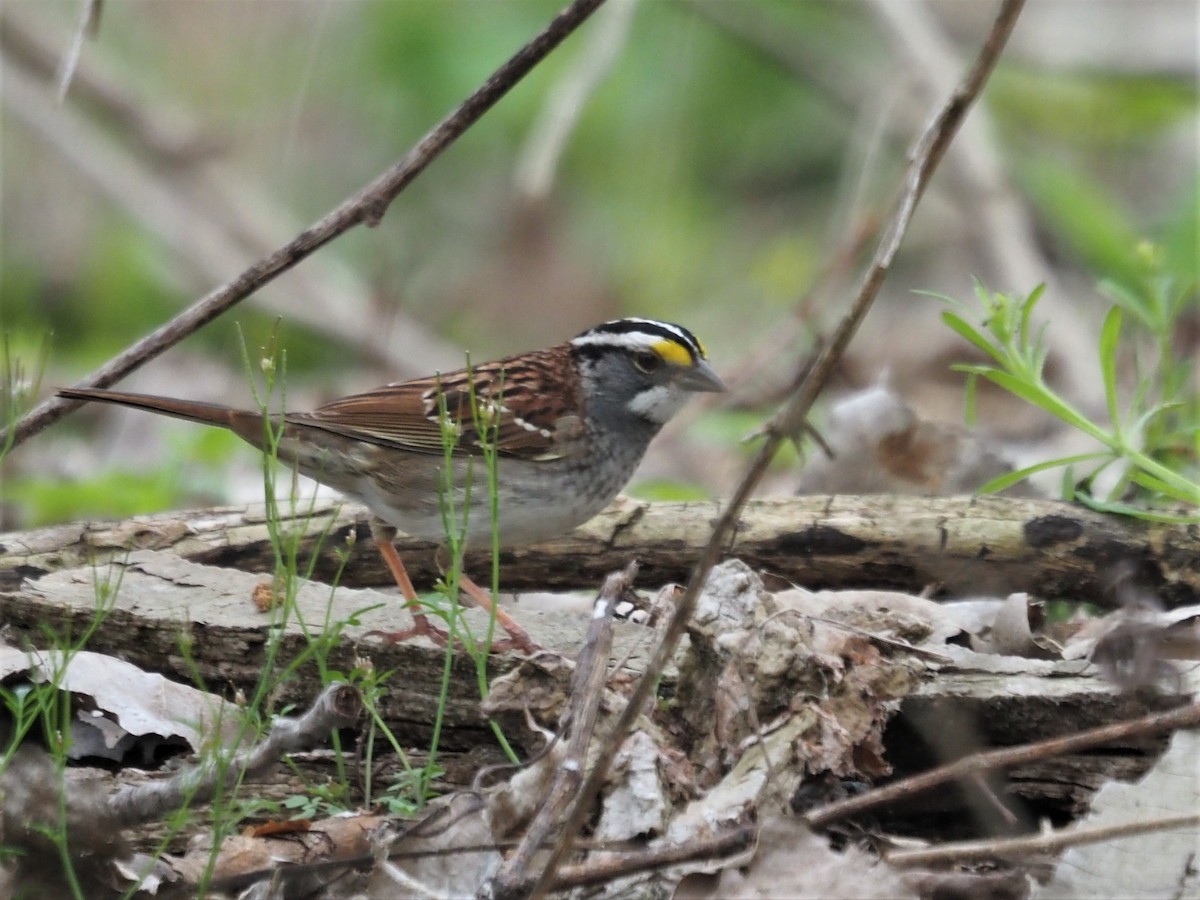 White-throated Sparrow - ML332897961