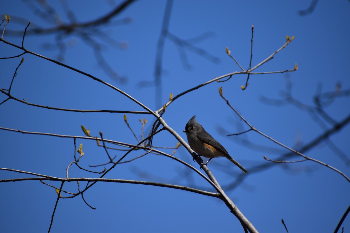 Tufted Titmouse - Ethan Ring