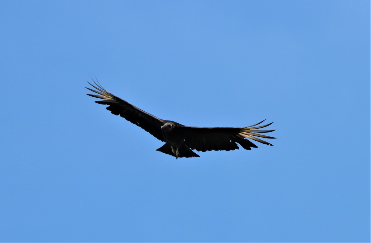 Black Vulture - ML332916371
