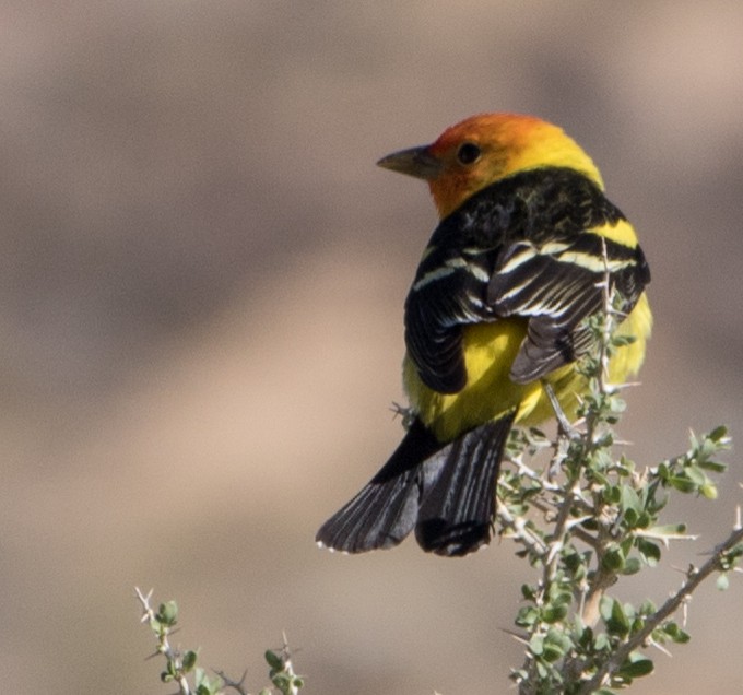 Western Tanager - ML332921631