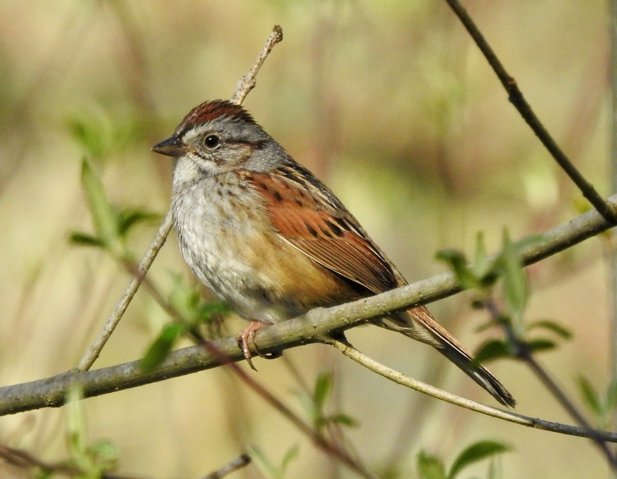Swamp Sparrow - ML332923851