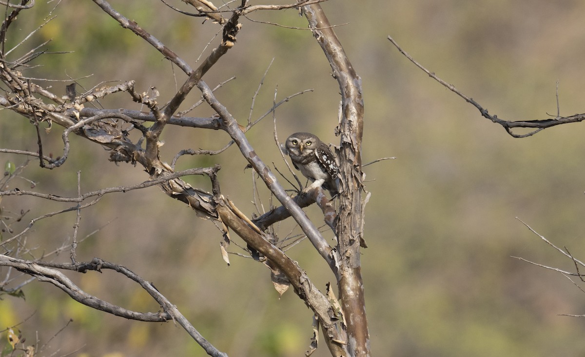 Forest Owlet - Sunil Kini