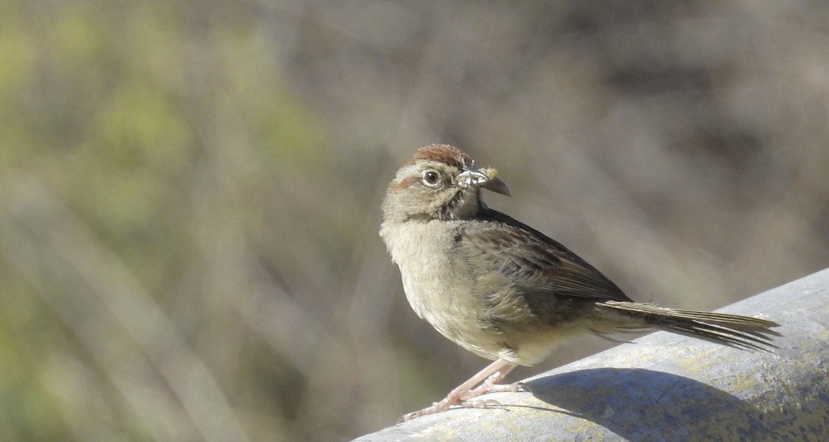 Rufous-crowned Sparrow - ML332932691