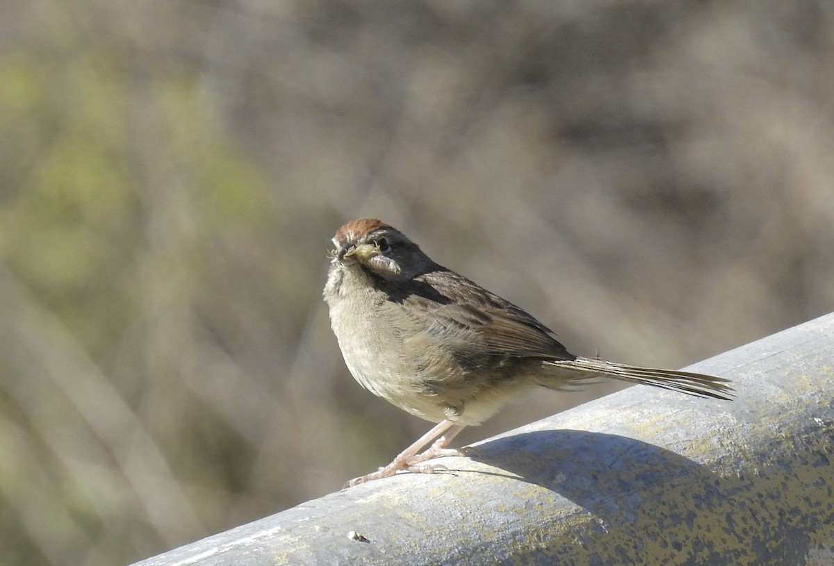Rufous-crowned Sparrow - ML332932701