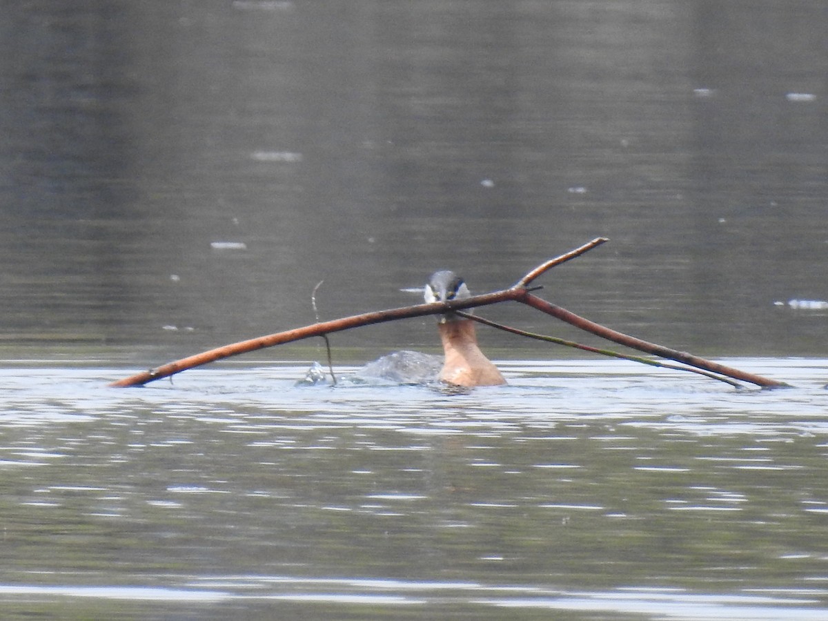 Red-necked Grebe - ML332939981