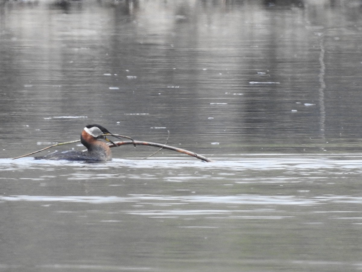 Red-necked Grebe - Charlie Likely