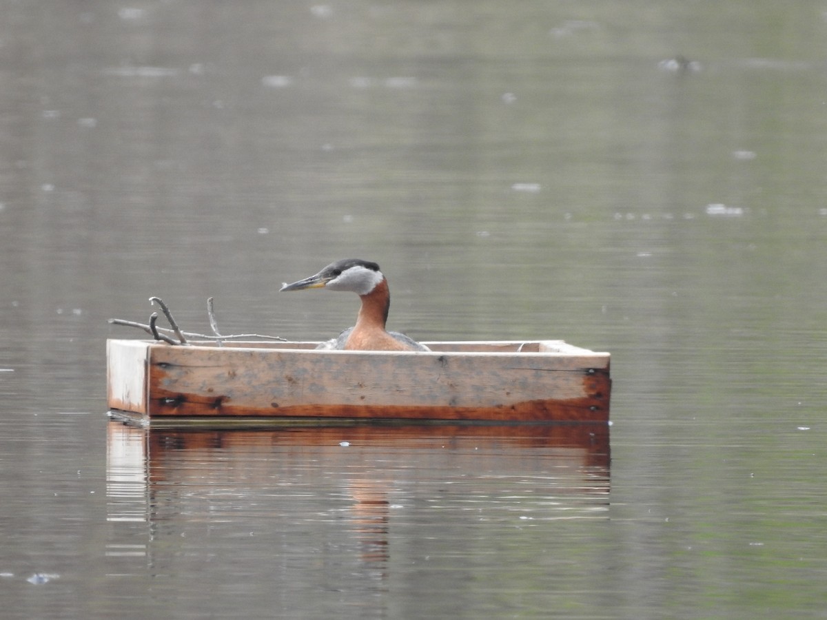 Red-necked Grebe - ML332945921