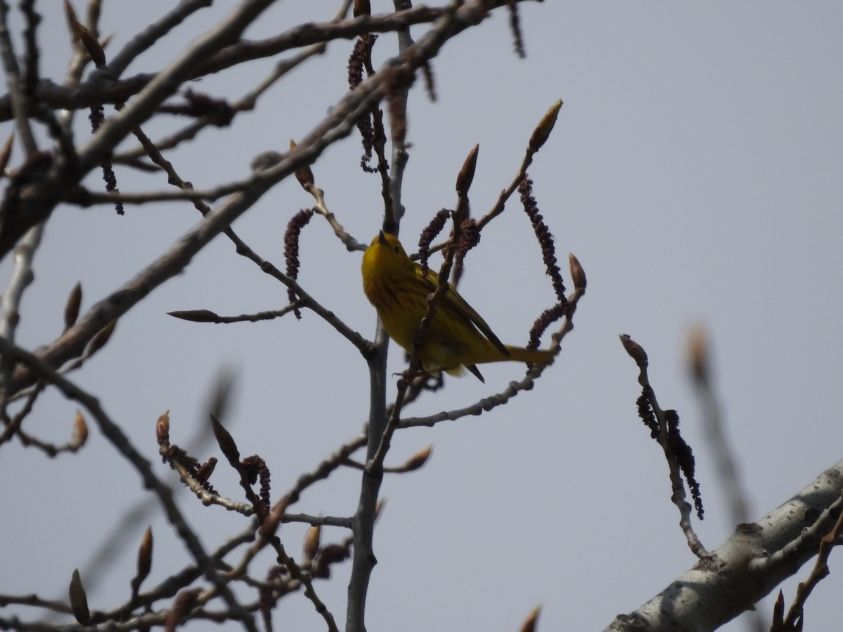 Yellow Warbler - ML332946021