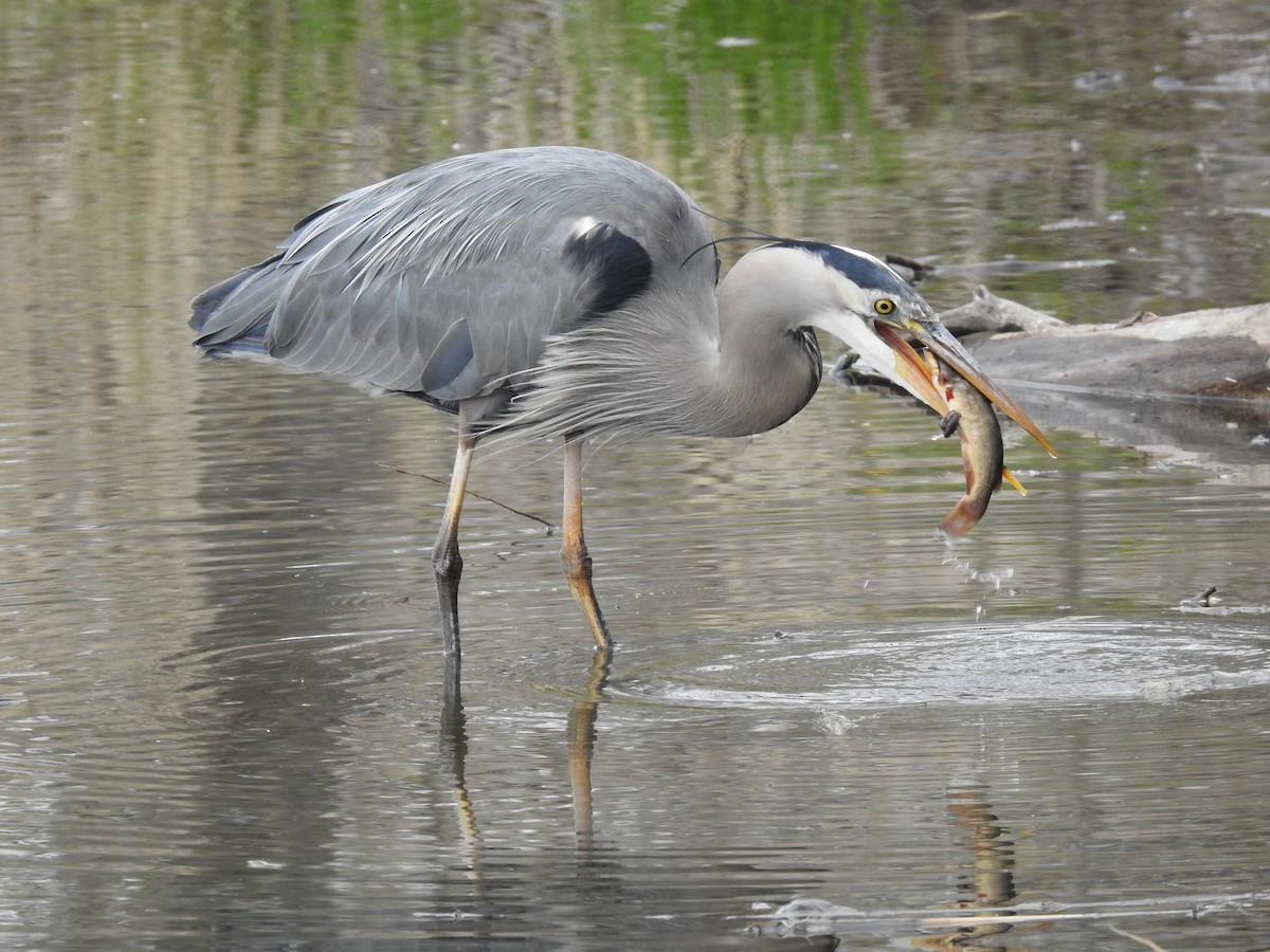 Great Blue Heron - Charlie Likely