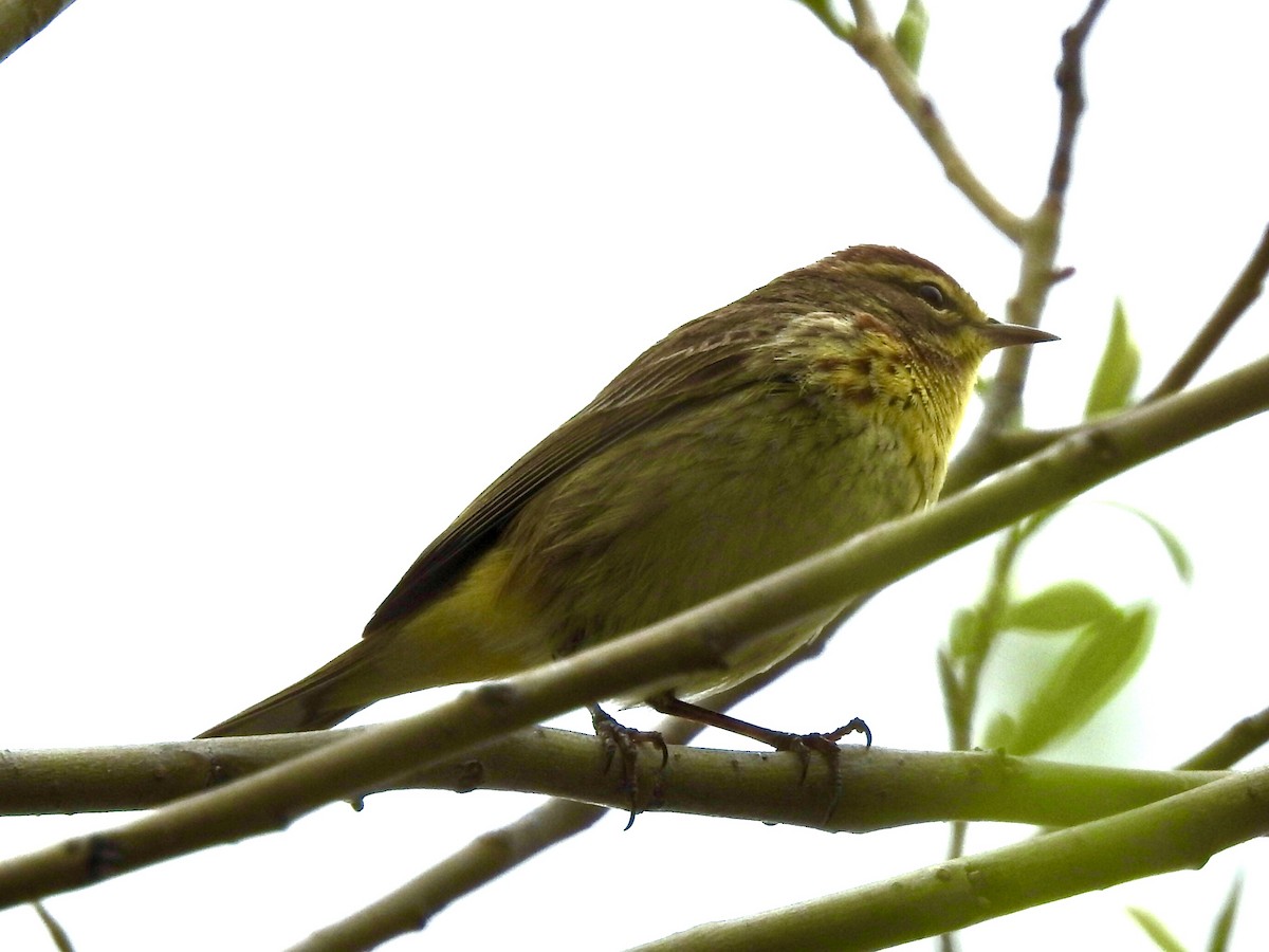 Palm Warbler - Charlie Likely