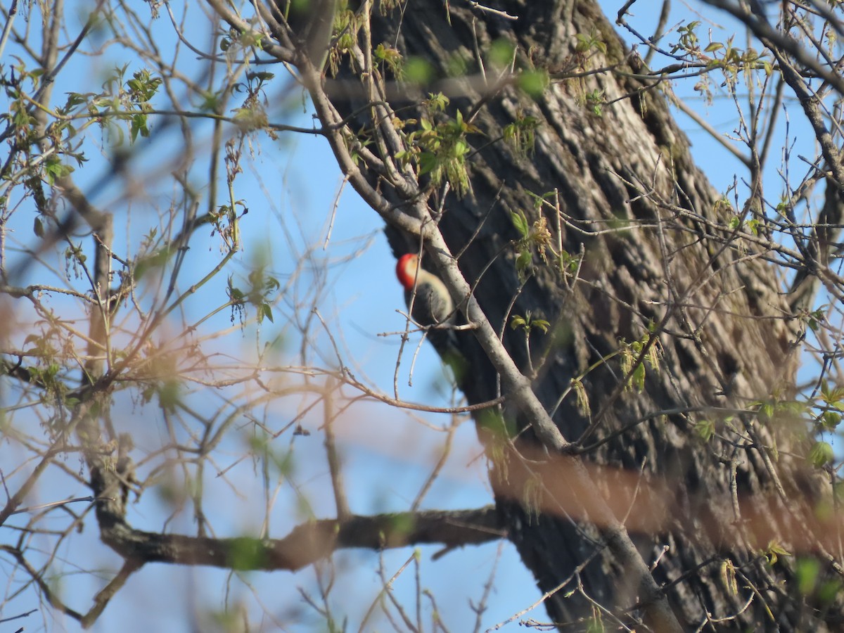Red-bellied Woodpecker - Maia Ginsburg