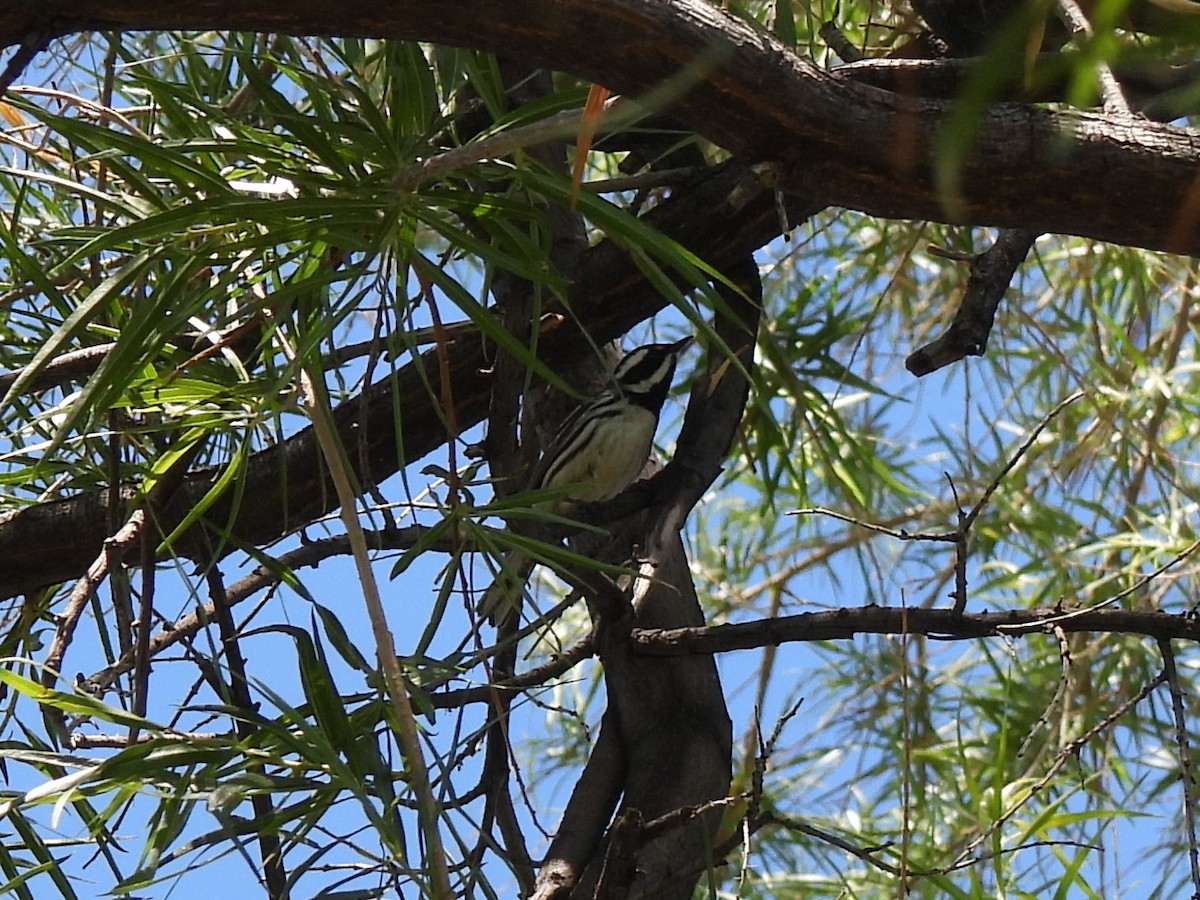 Black-throated Gray Warbler - ML332950181