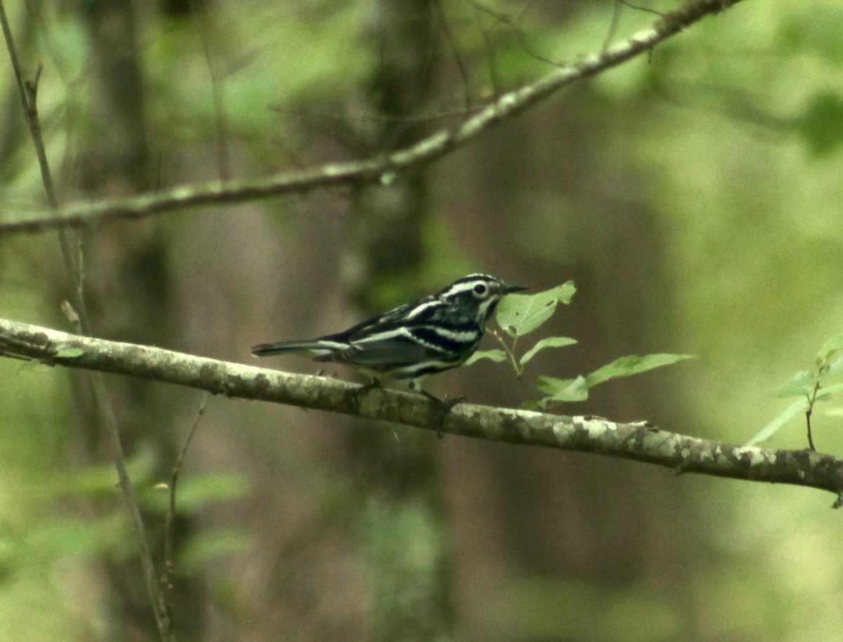 Black-and-white Warbler - ML332952351