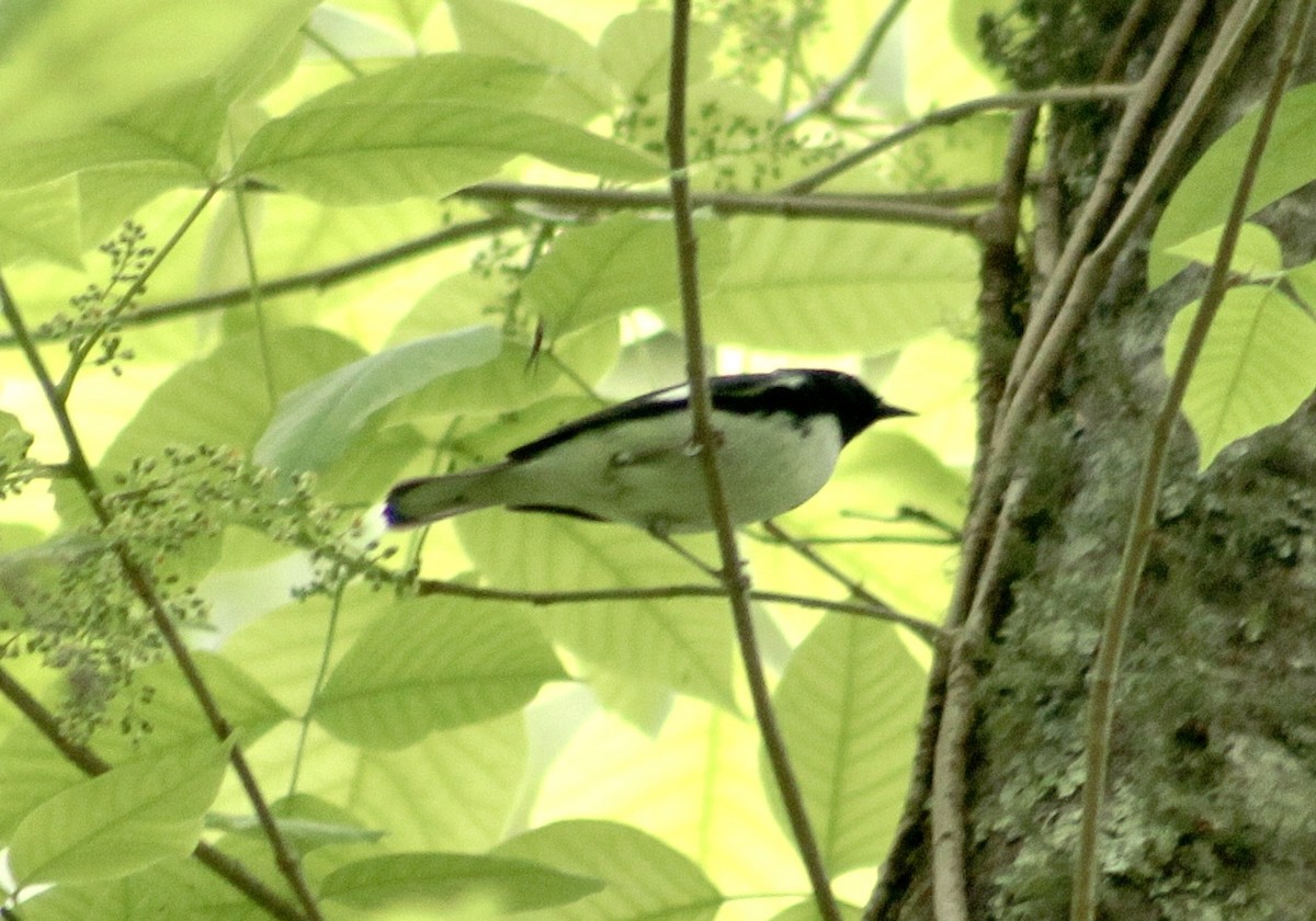 Black-throated Blue Warbler - ML332952451
