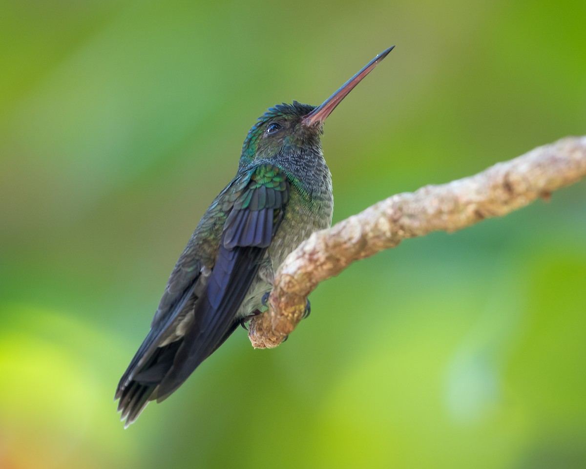 Charming Hummingbird - ML332960391
