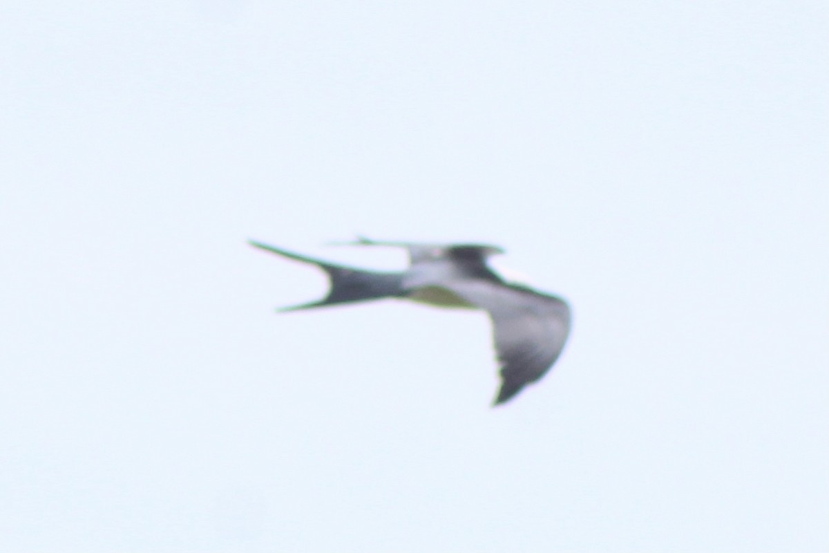 Swallow-tailed Kite - ML332965231