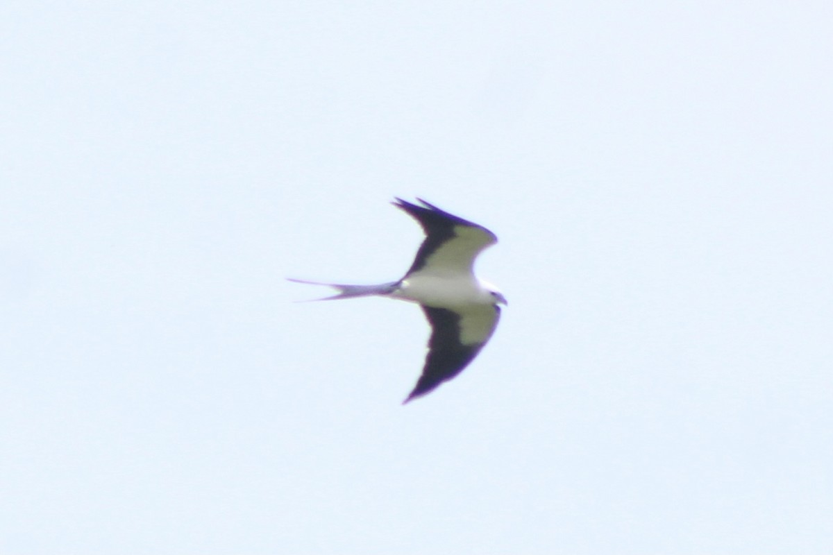 Swallow-tailed Kite - ML332965281