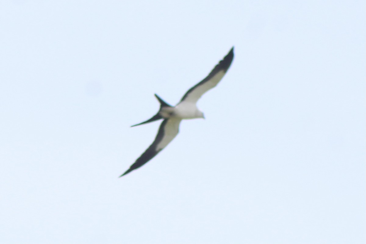Swallow-tailed Kite - ML332965291