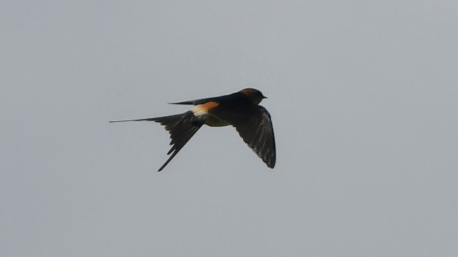 Red-rumped Swallow - ML332973061