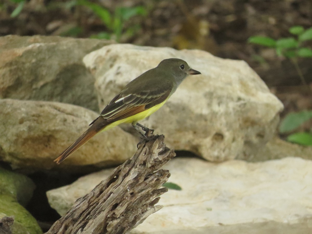Great Crested Flycatcher - Sherry Collins