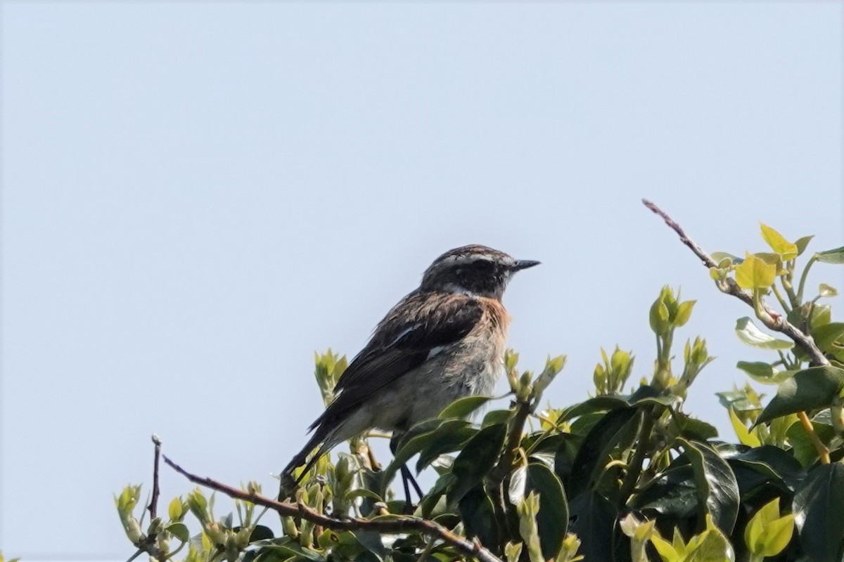 Whinchat - ML332988731