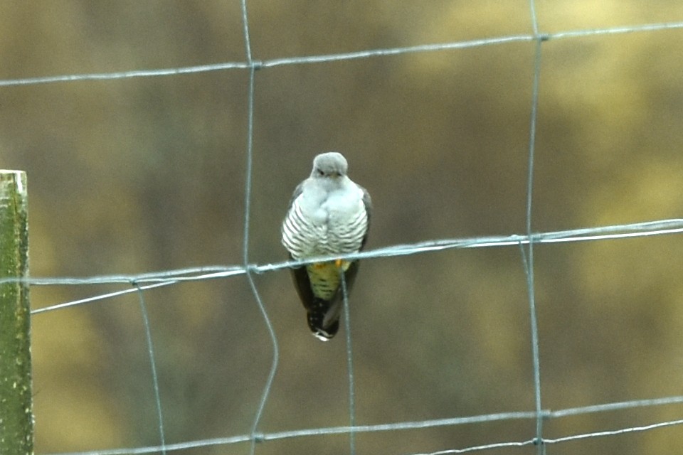 Common Cuckoo - ML332989051