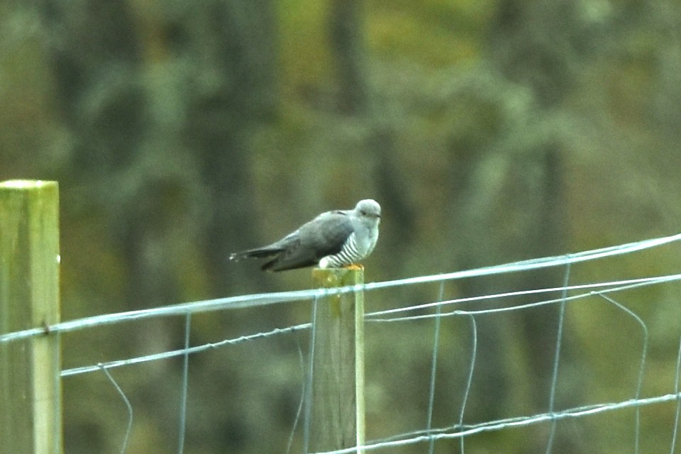 Common Cuckoo - ML332989101