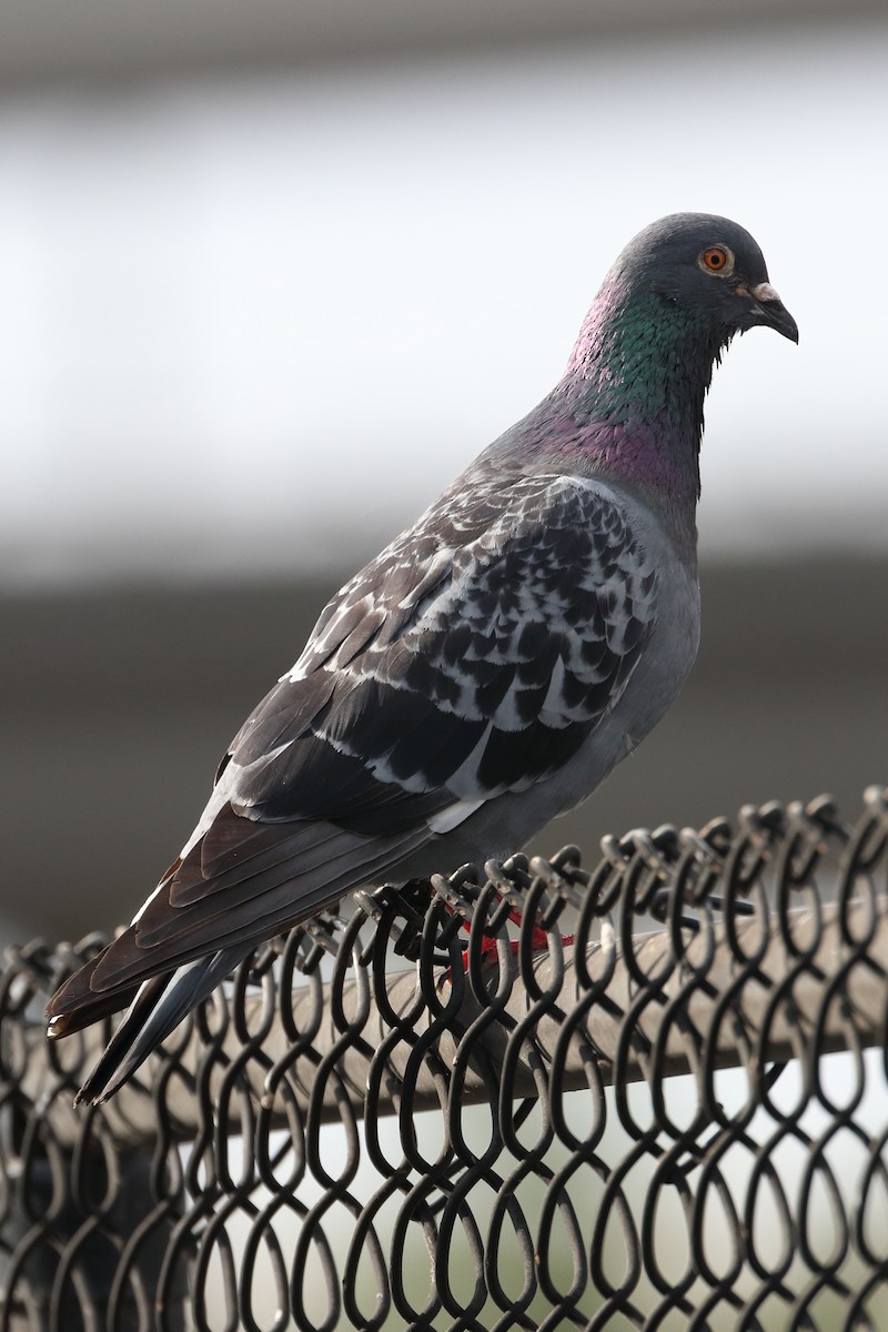 Rock Pigeon (Feral Pigeon) - ML332990141
