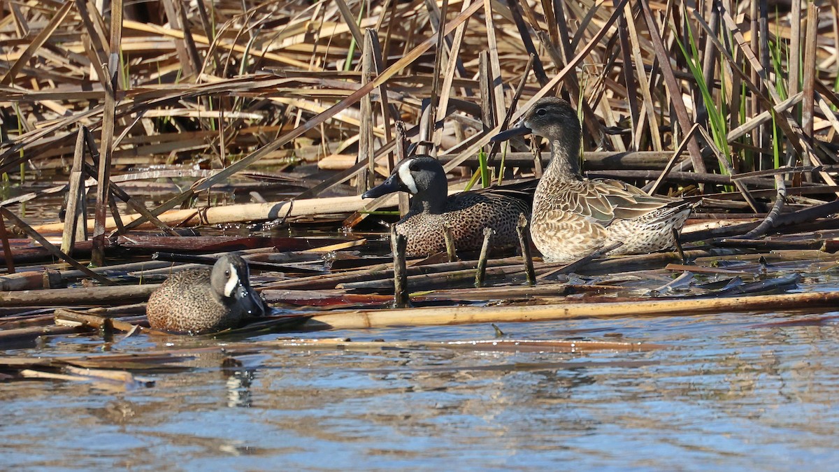 Blue-winged Teal - ML332993141