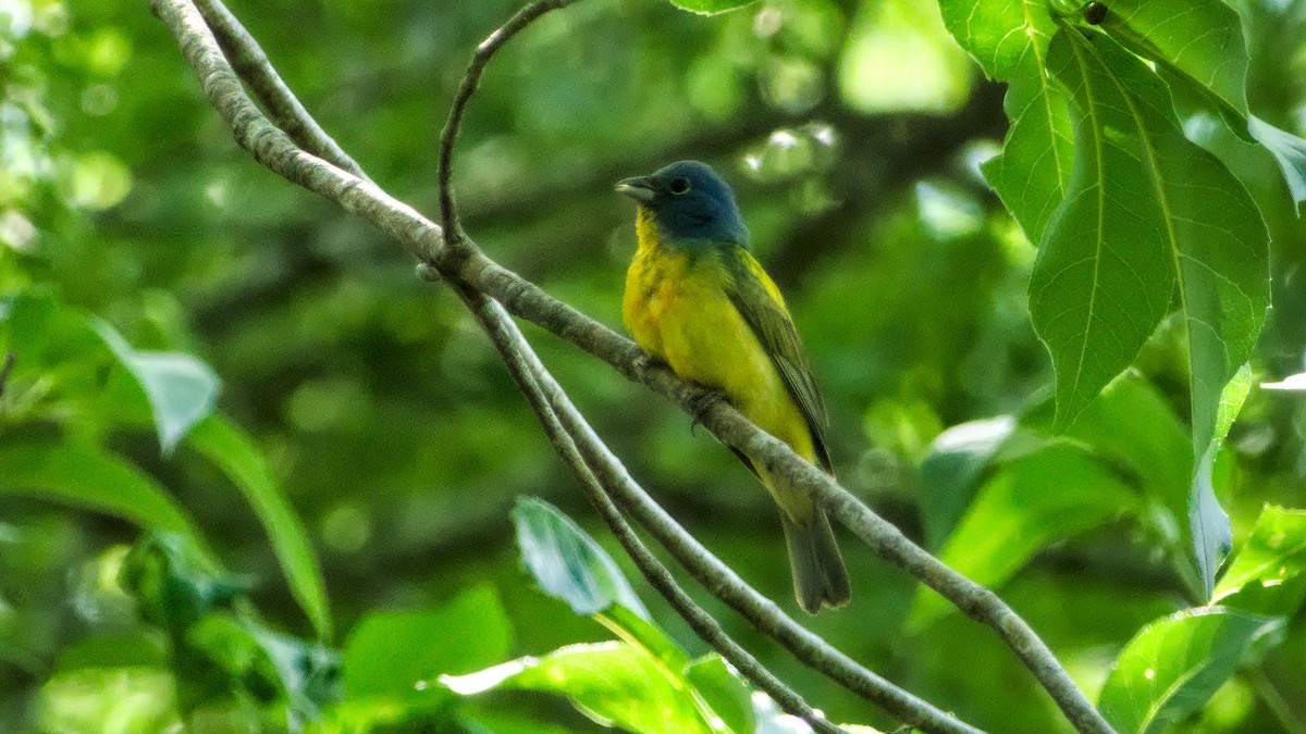 Painted Bunting - ML332994551