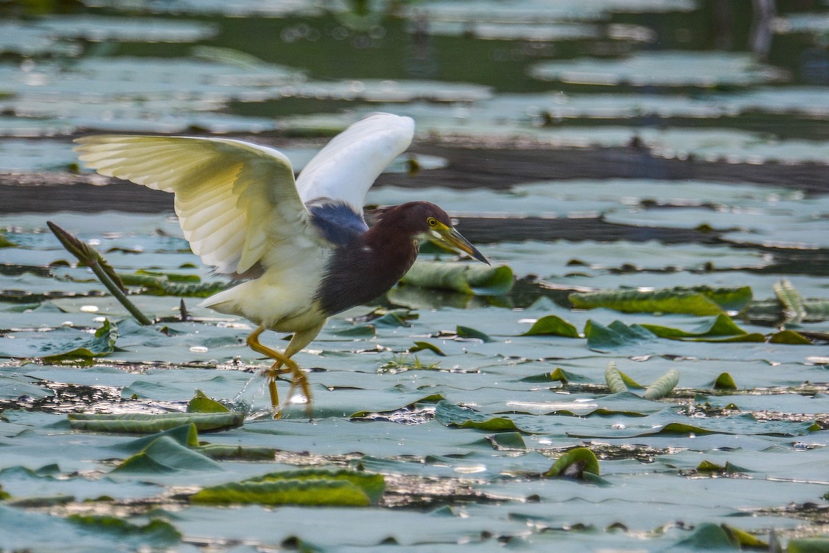 Chinese Pond-Heron - Itamar Donitza